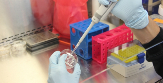 Cientistas testam com sucesso vacina contra cancro agressivo da pele