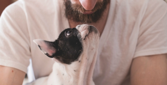 Animais de companhia podem alertar para o aparecimento de doenças oncológicas