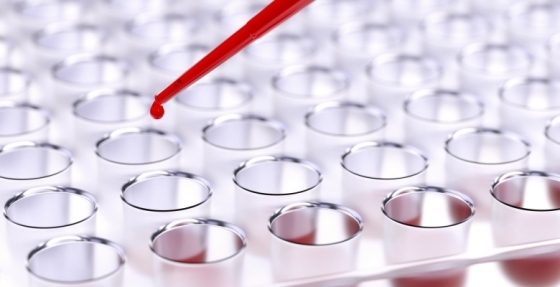 Células estaminais capazes de restaurar fertilidade após quimioterapia
